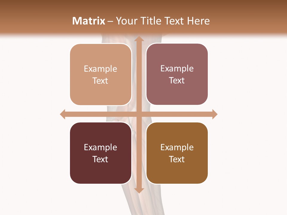 Ligament Corporal White PowerPoint Template