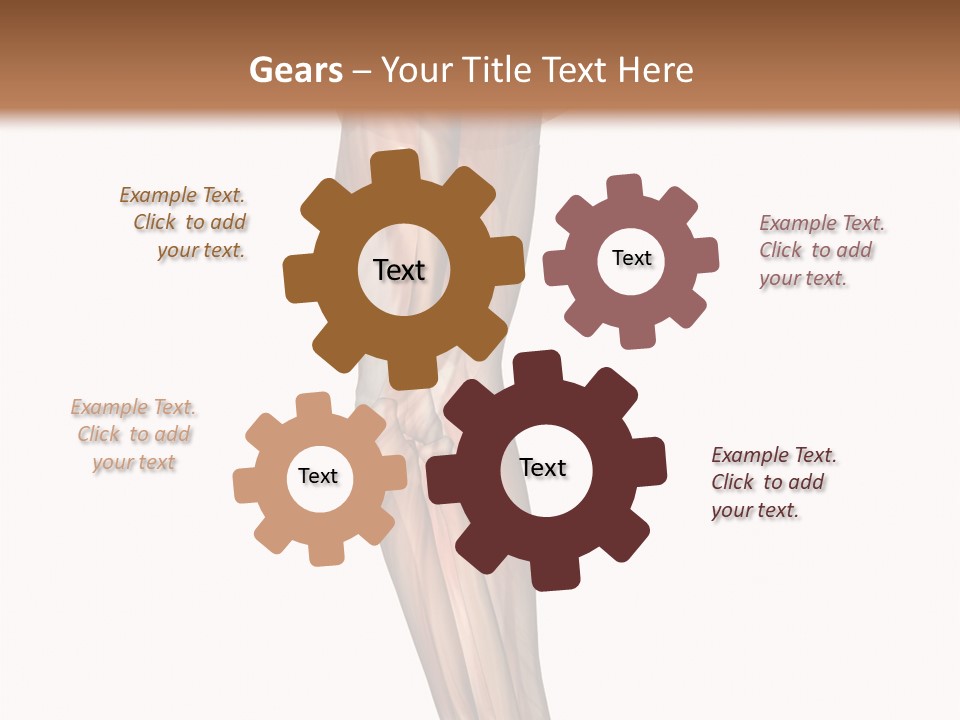 Ligament Corporal White PowerPoint Template