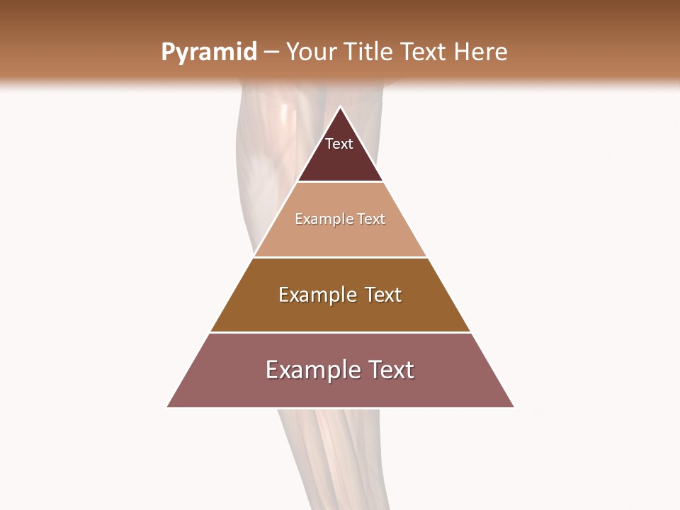 Ligament Corporal White PowerPoint Template