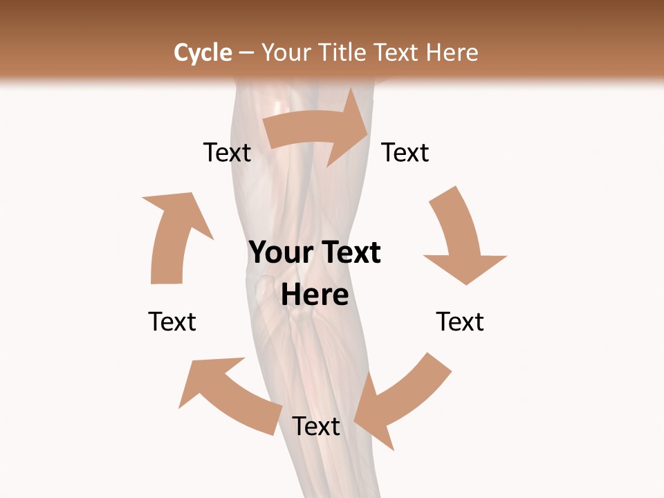 Ligament Corporal White PowerPoint Template