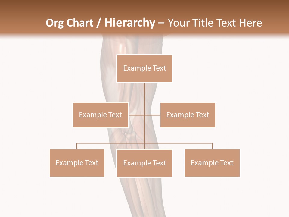 Ligament Corporal White PowerPoint Template