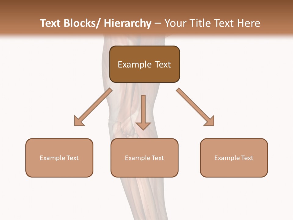 Ligament Corporal White PowerPoint Template