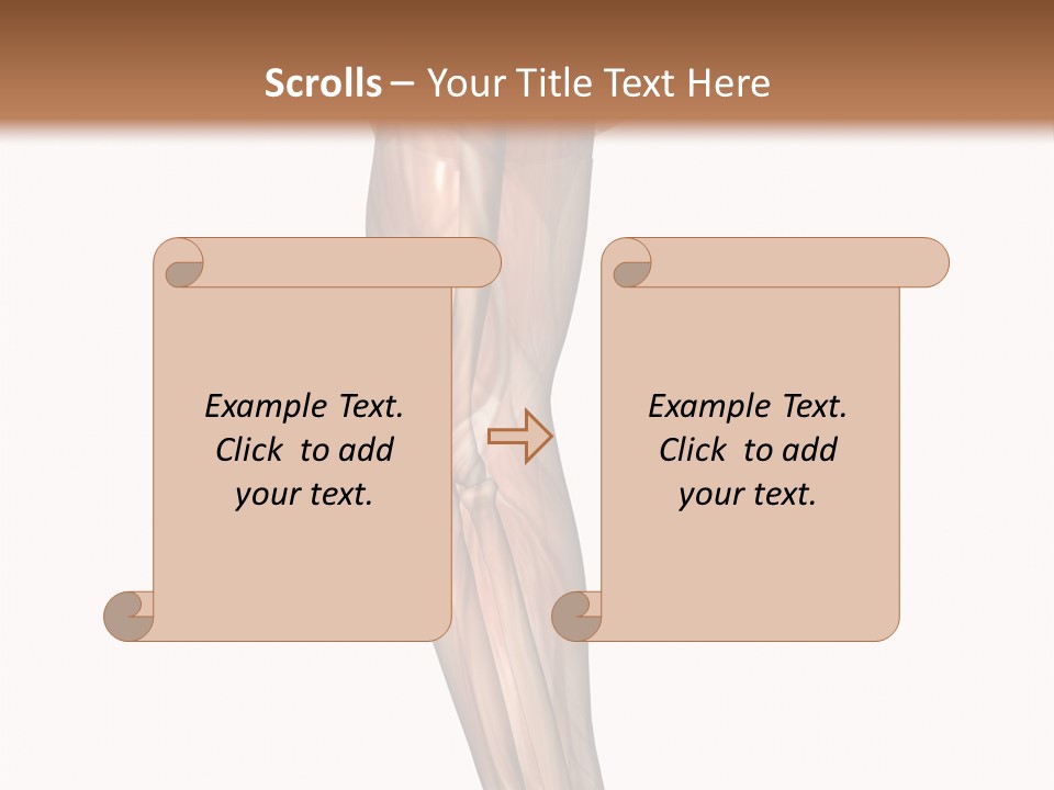 Ligament Corporal White PowerPoint Template
