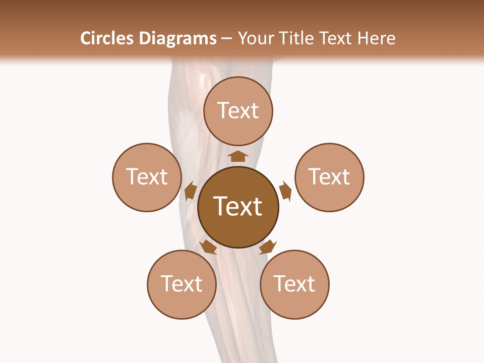 Ligament Corporal White PowerPoint Template