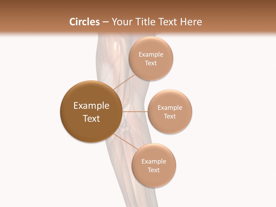 Ligament Corporal White PowerPoint Template