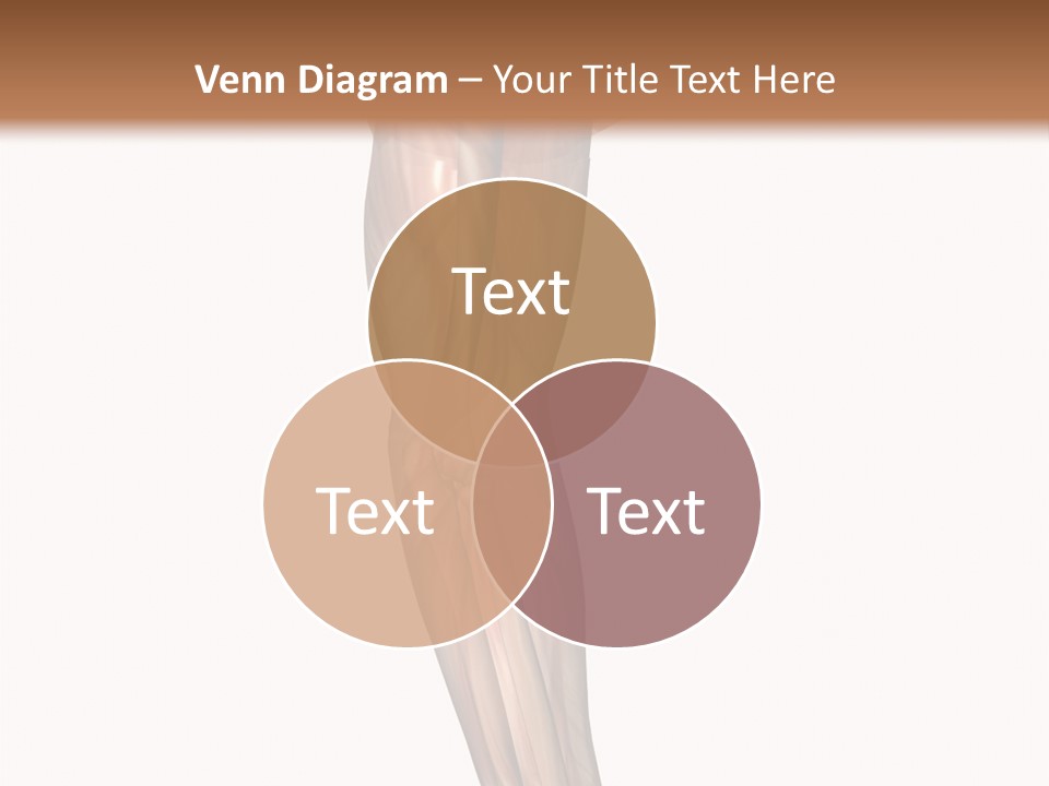 Ligament Corporal White PowerPoint Template