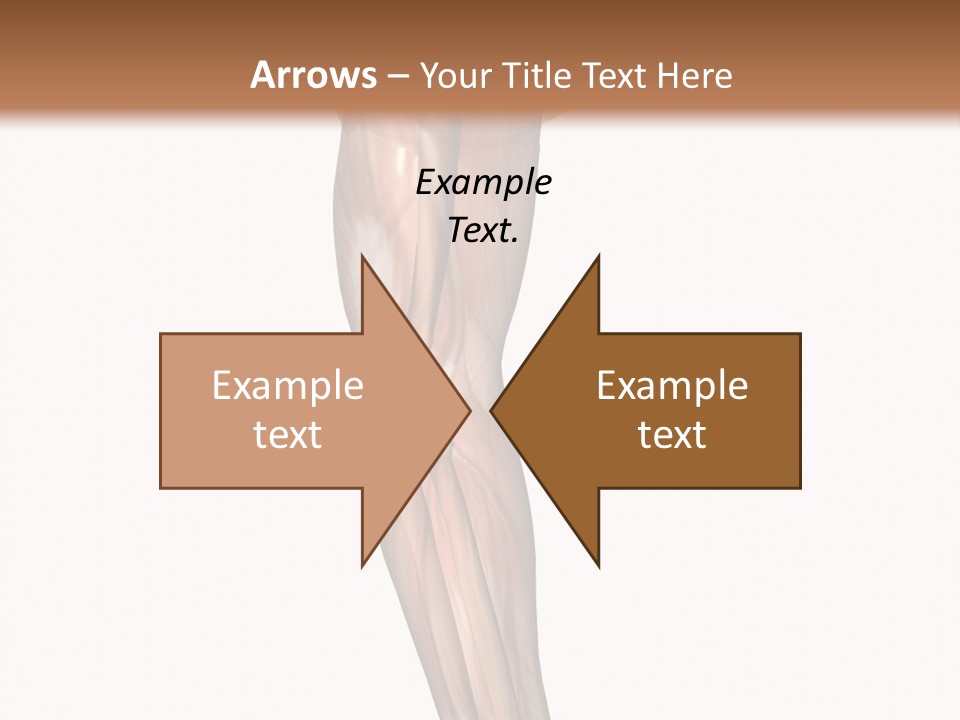 Ligament Corporal White PowerPoint Template