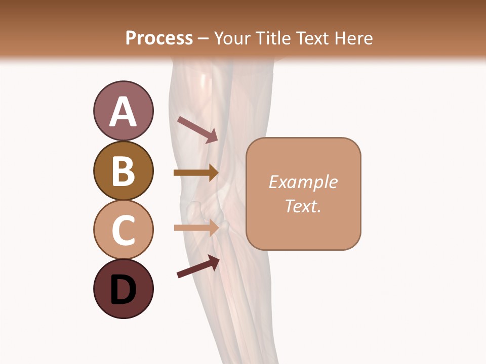Ligament Corporal White PowerPoint Template