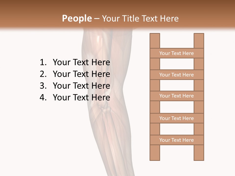 Ligament Corporal White PowerPoint Template