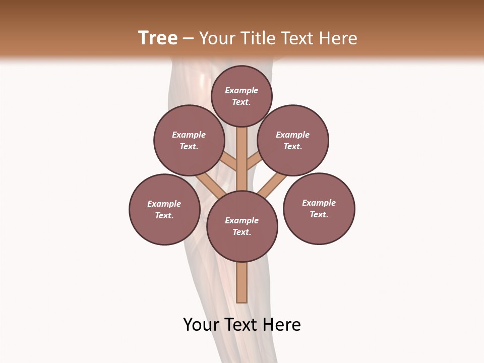 Ligament Corporal White PowerPoint Template