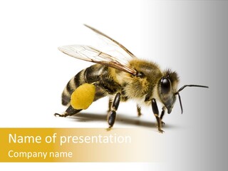 Single Animal Feeler PowerPoint Template