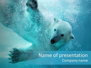 Global Ursus Wet PowerPoint Template