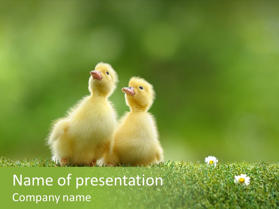 Looking Baby Fragile PowerPoint Template