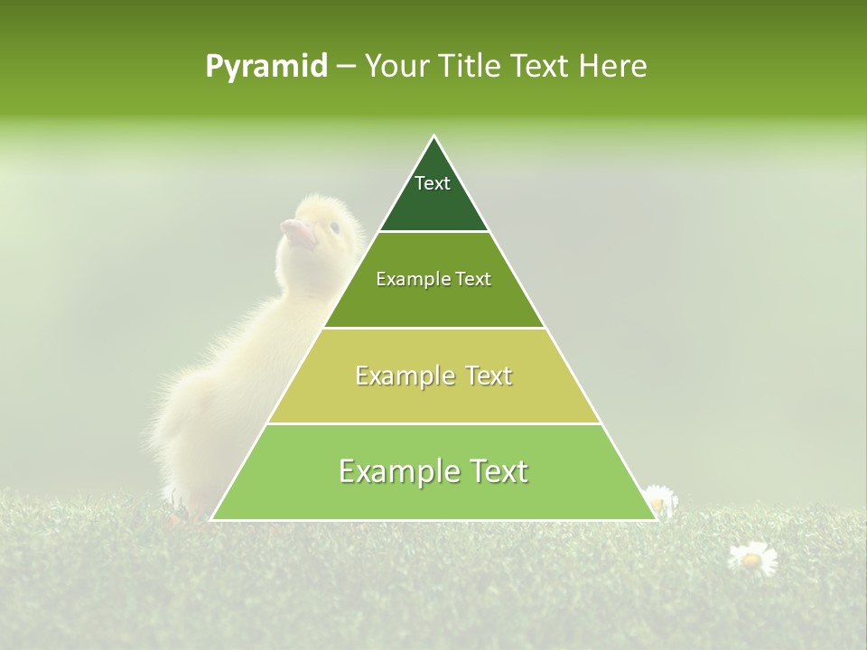 Looking Baby Fragile PowerPoint Template