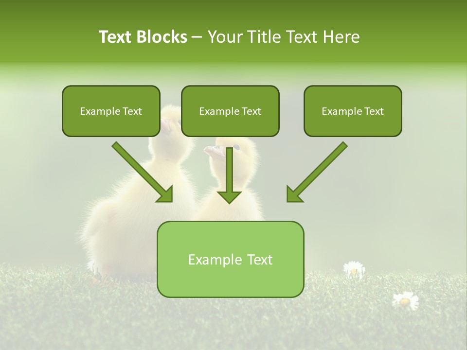 Looking Baby Fragile PowerPoint Template