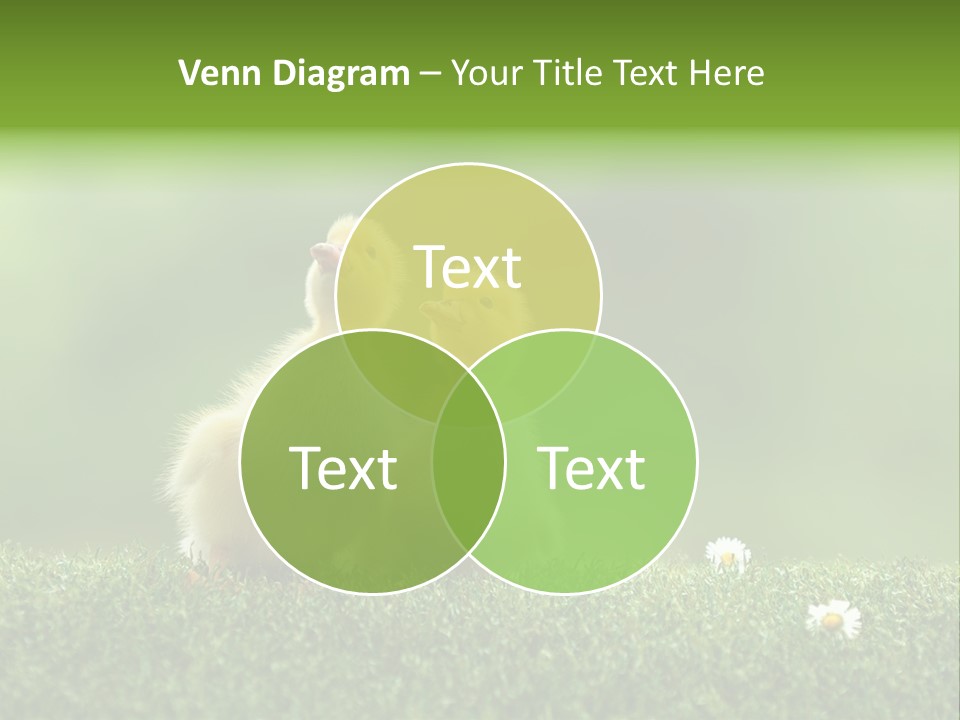 Looking Baby Fragile PowerPoint Template