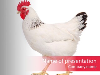 Poultry Real Isolated PowerPoint Template