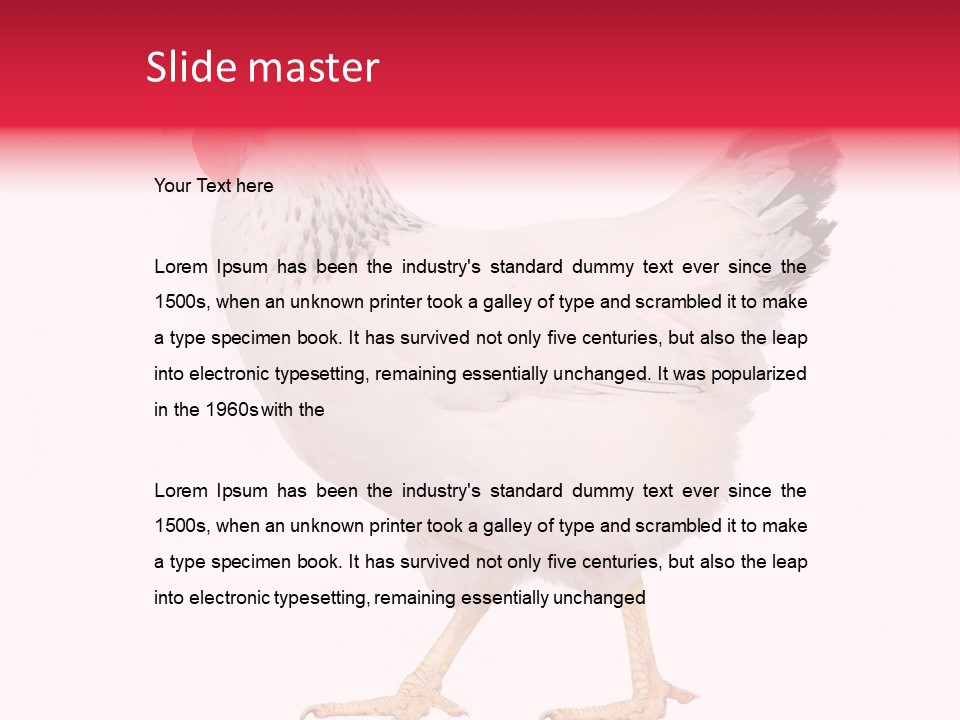 Poultry Real Isolated PowerPoint Template