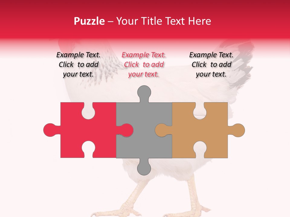 Poultry Real Isolated PowerPoint Template