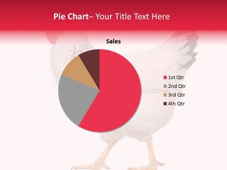 Poultry Real Isolated PowerPoint Template