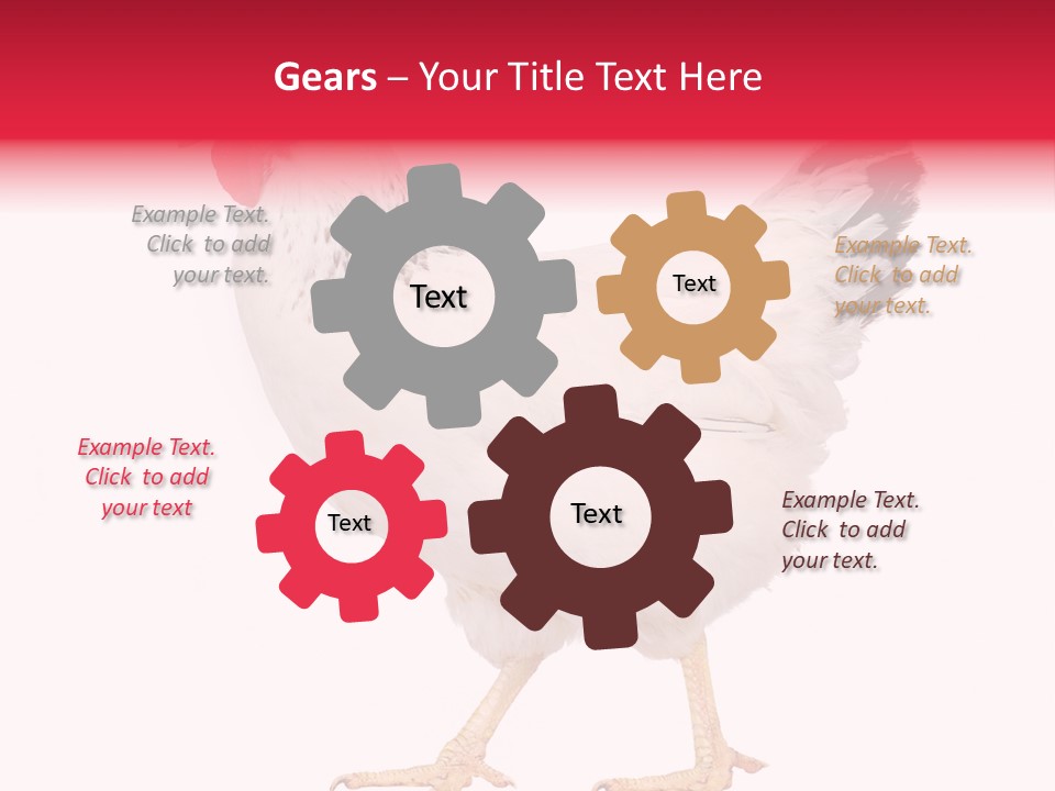 Poultry Real Isolated PowerPoint Template