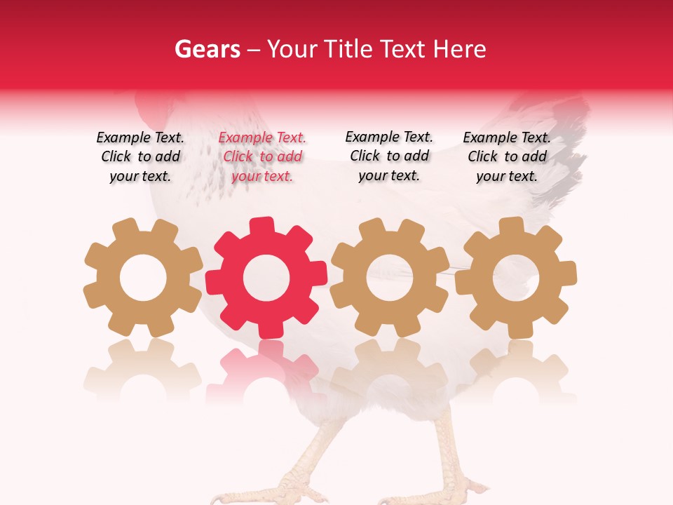 Poultry Real Isolated PowerPoint Template