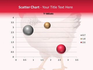 Poultry Real Isolated PowerPoint Template