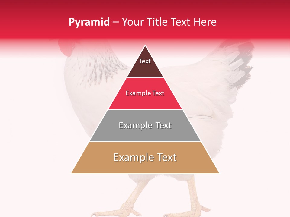 Poultry Real Isolated PowerPoint Template
