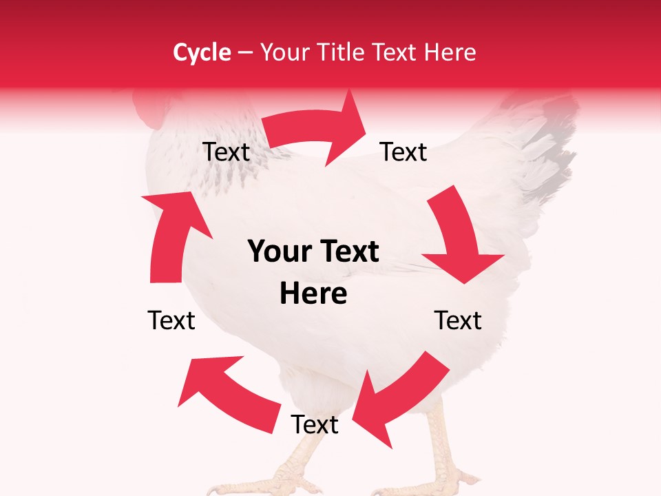 Poultry Real Isolated PowerPoint Template