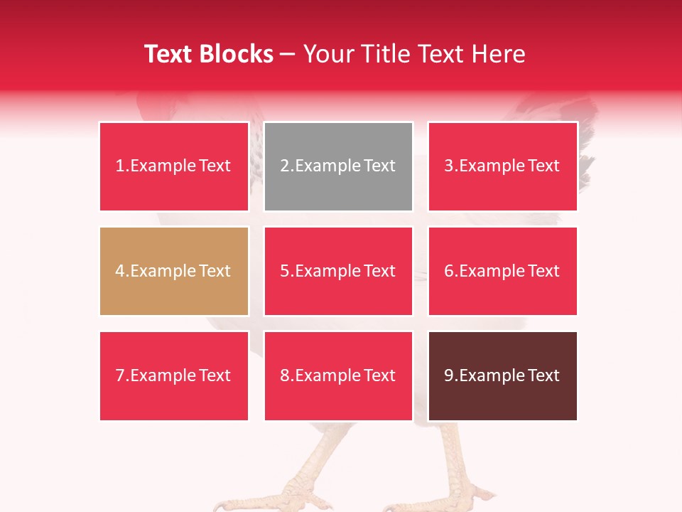 Poultry Real Isolated PowerPoint Template