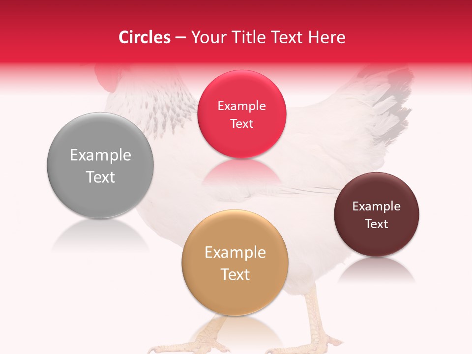 Poultry Real Isolated PowerPoint Template