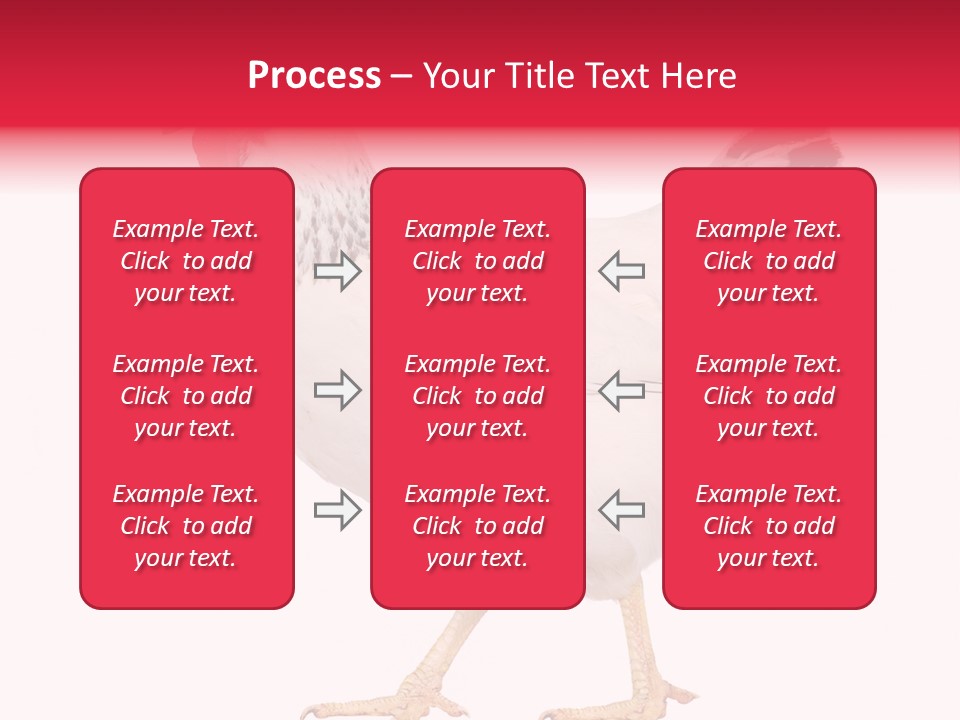 Poultry Real Isolated PowerPoint Template