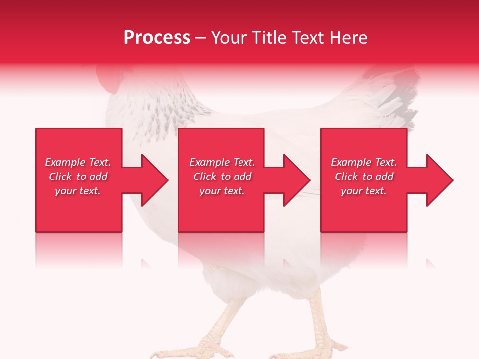 Poultry Real Isolated PowerPoint Template