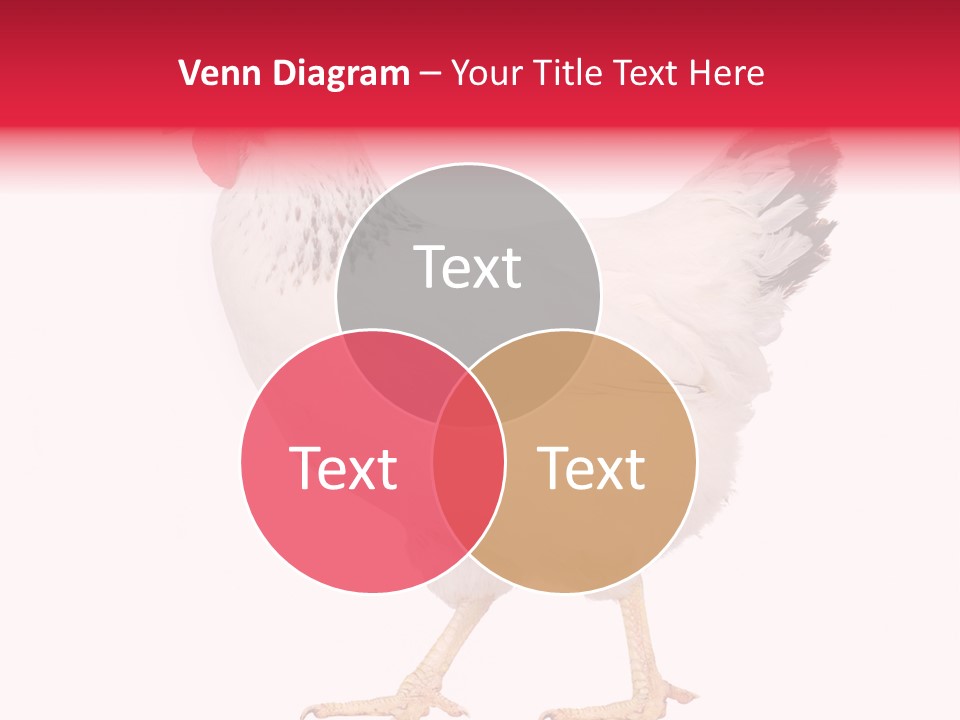 Poultry Real Isolated PowerPoint Template