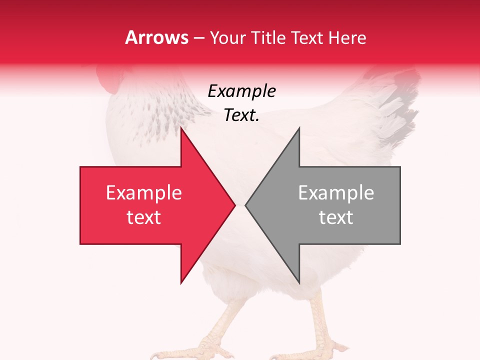 Poultry Real Isolated PowerPoint Template