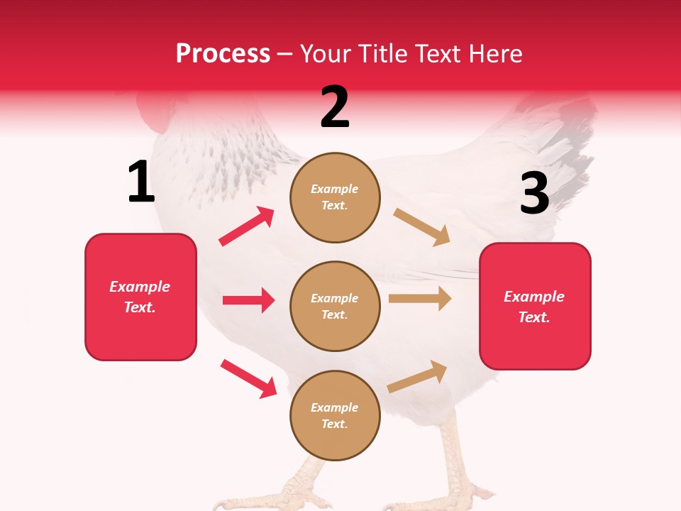 Poultry Real Isolated PowerPoint Template