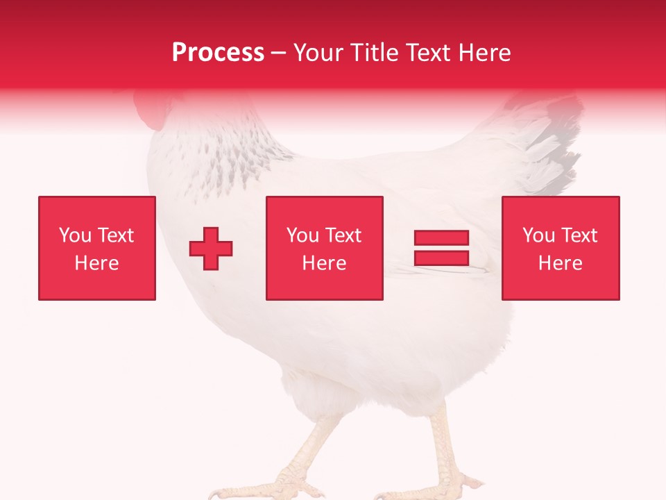 Poultry Real Isolated PowerPoint Template
