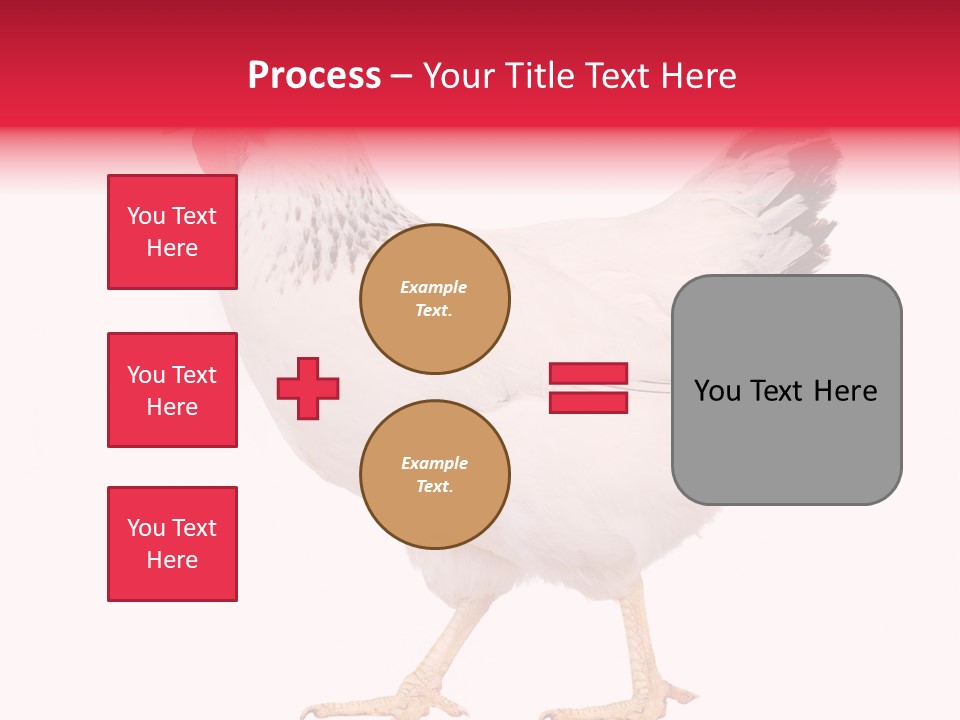 Poultry Real Isolated PowerPoint Template