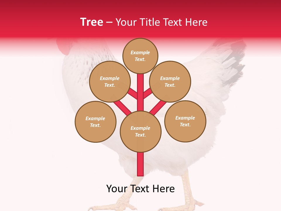 Poultry Real Isolated PowerPoint Template