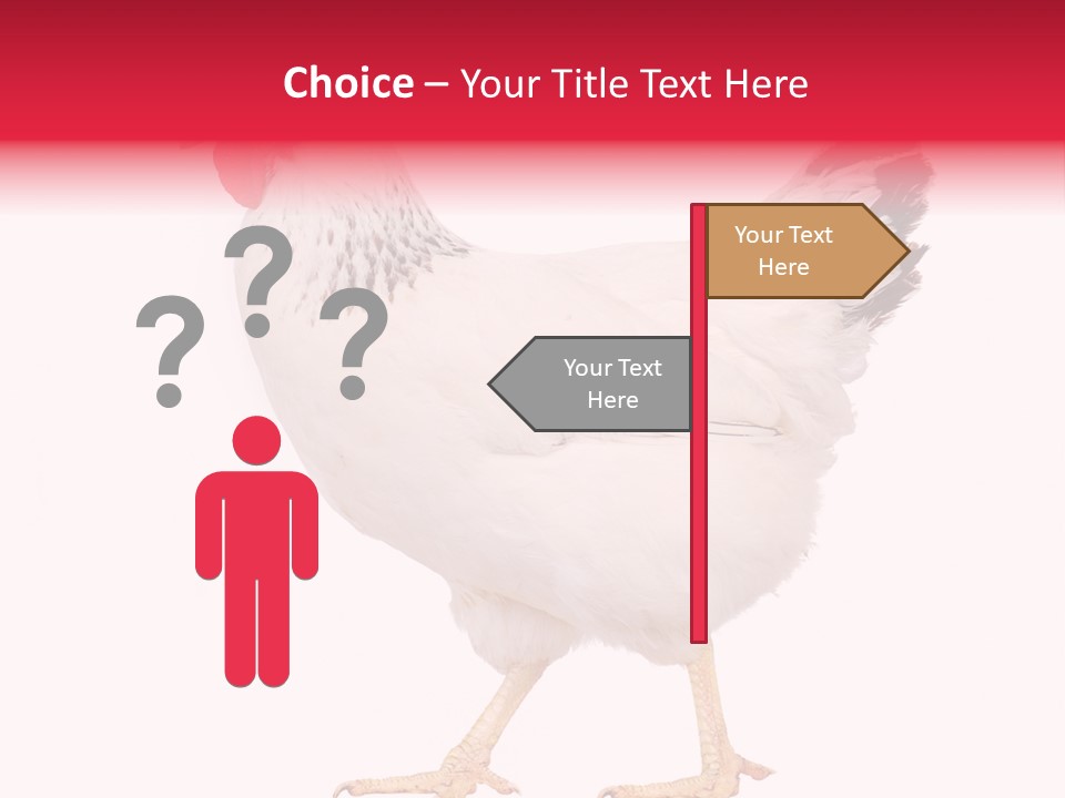 Poultry Real Isolated PowerPoint Template