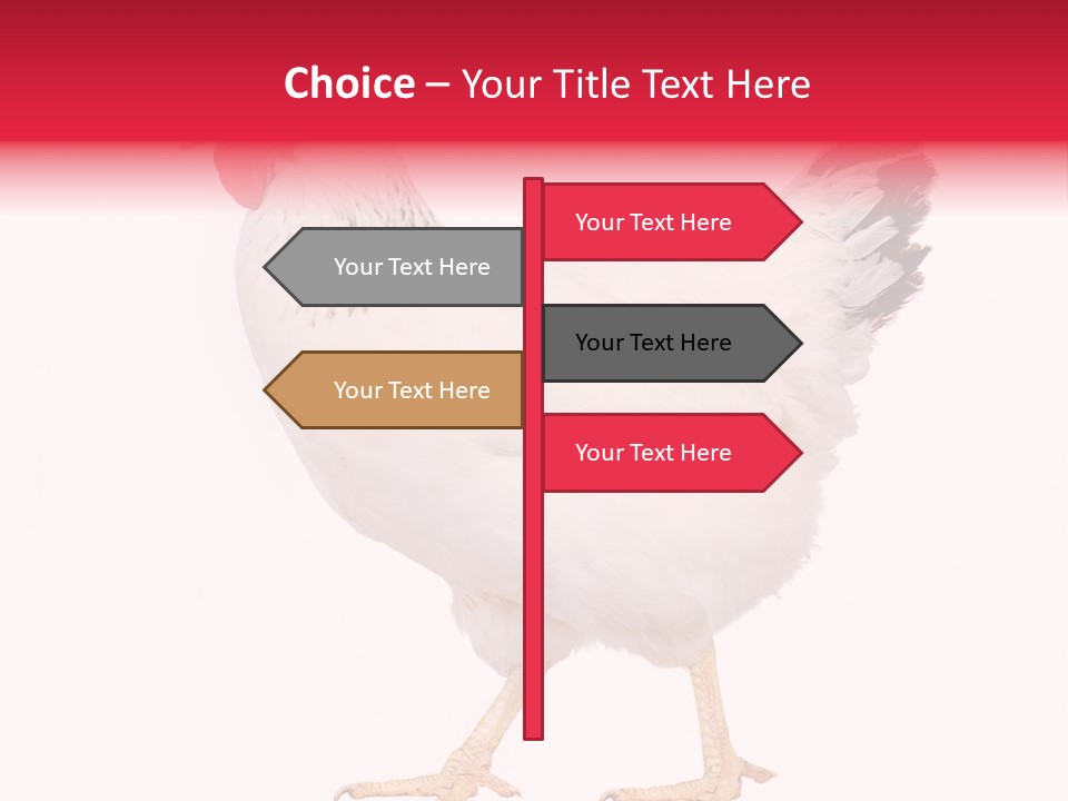 Poultry Real Isolated PowerPoint Template