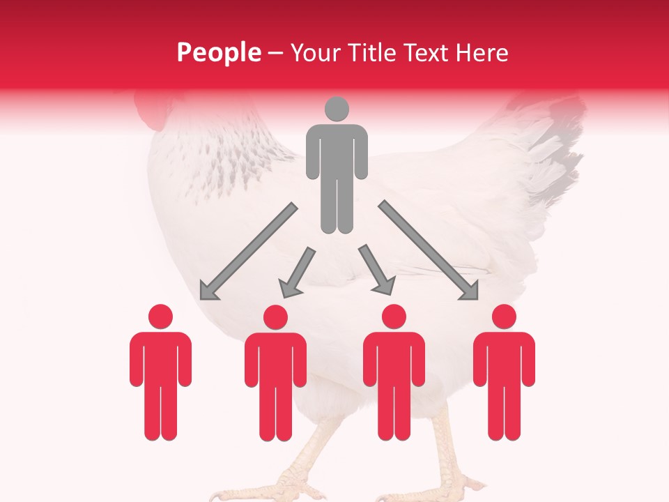 Poultry Real Isolated PowerPoint Template