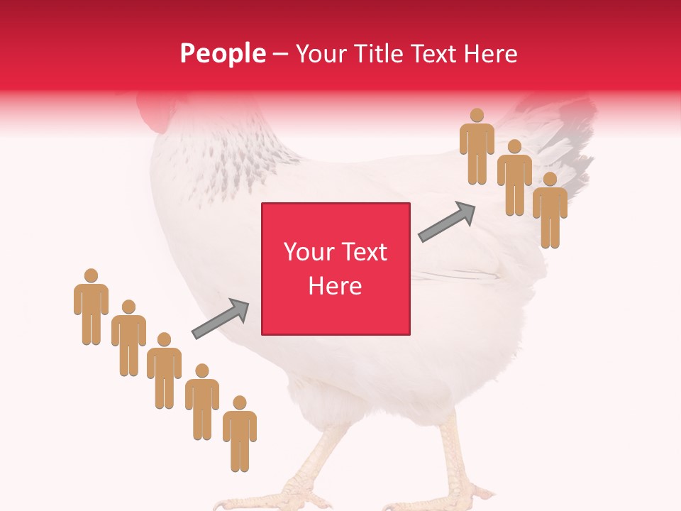 Poultry Real Isolated PowerPoint Template