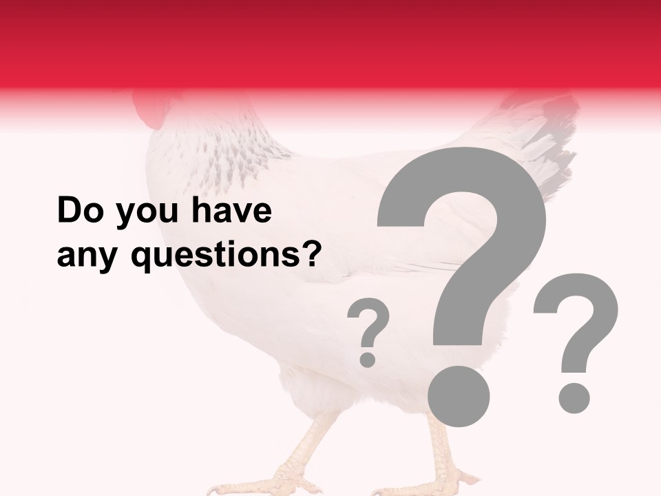 Poultry Real Isolated PowerPoint Template