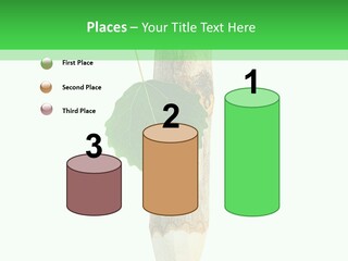 Leaves Drawing Green PowerPoint Template