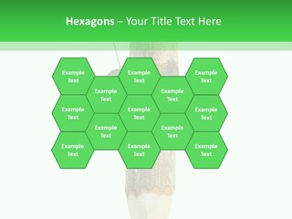 Leaves Drawing Green PowerPoint Template