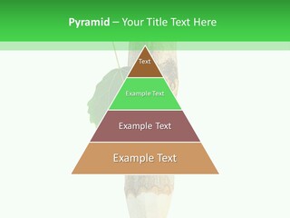 Leaves Drawing Green PowerPoint Template