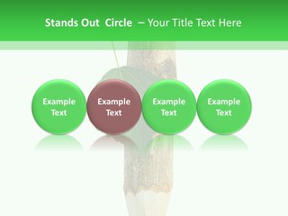 Leaves Drawing Green PowerPoint Template