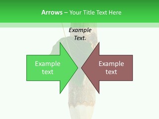 Leaves Drawing Green PowerPoint Template