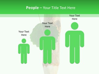 Leaves Drawing Green PowerPoint Template